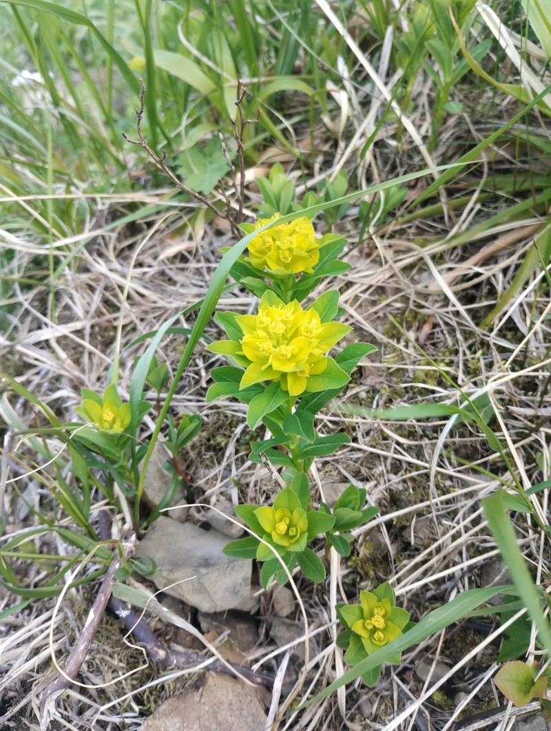 Euphorbia carpatica photo 7