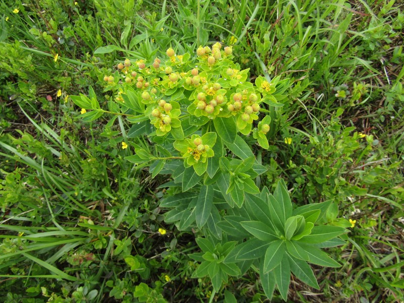 Euphorbia carpatica photo 8