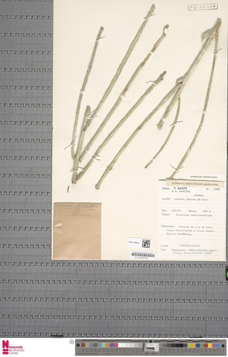 Euphorbia carunculifera photo 2