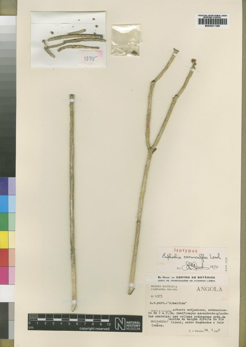 Euphorbia carunculifera photo 3