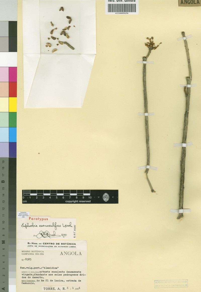 Euphorbia carunculifera