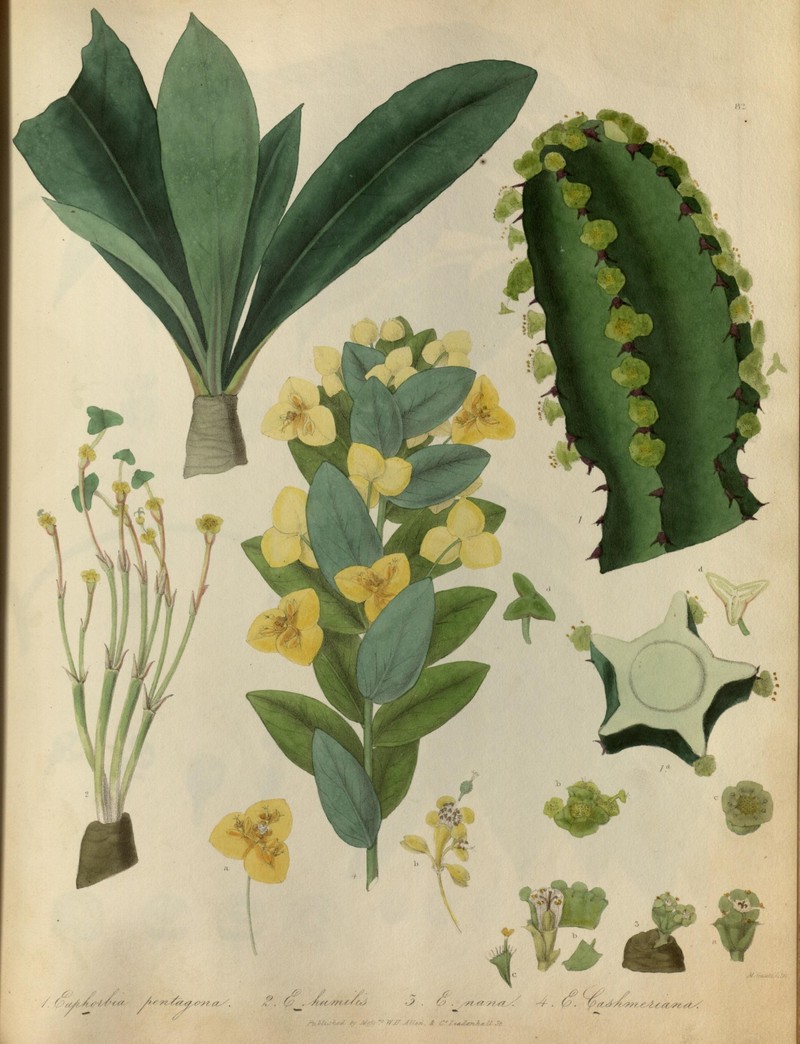 Euphorbia cashmeriana