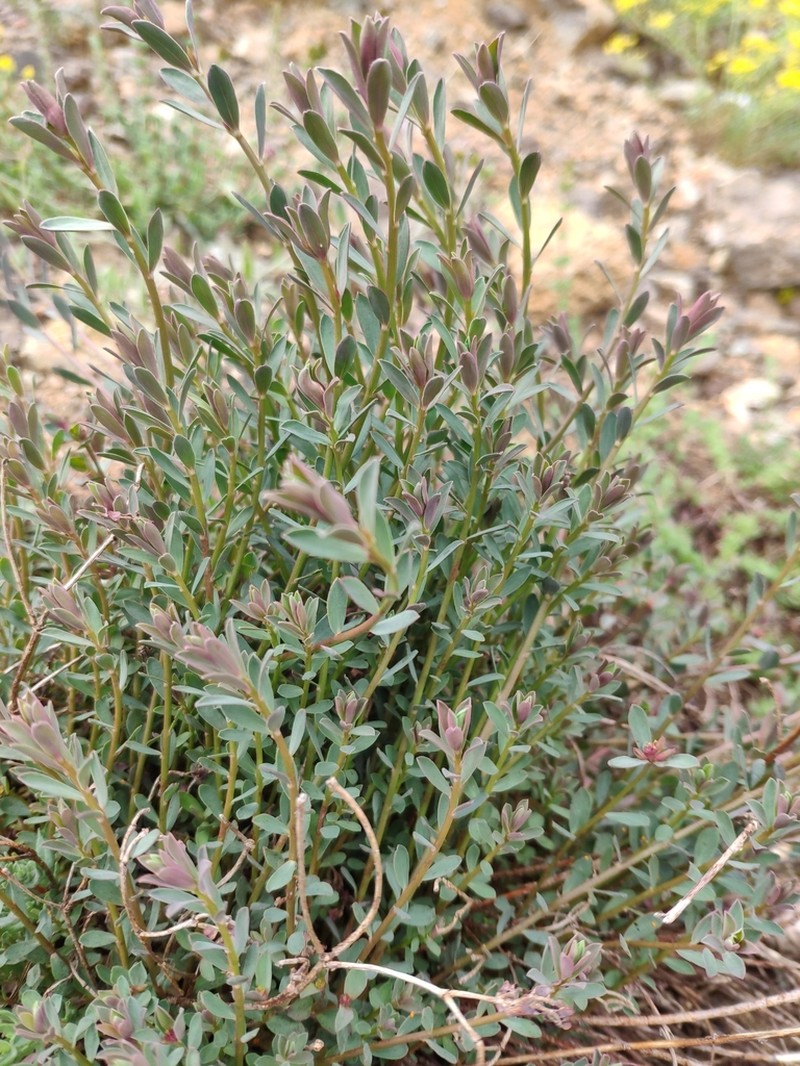 Euphorbia cassia