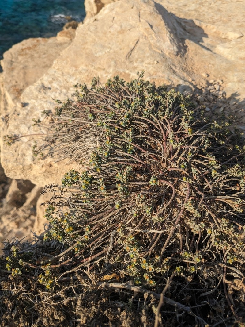 Euphorbia cassia photo 4