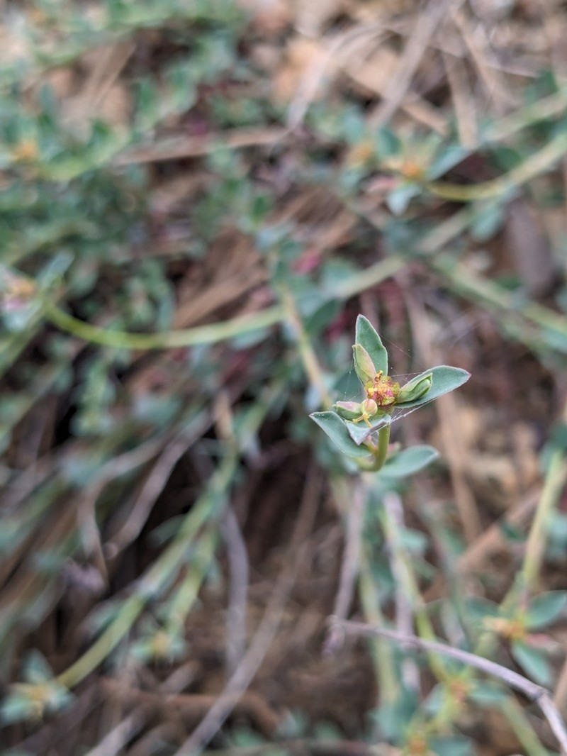 Euphorbia cassia photo 5