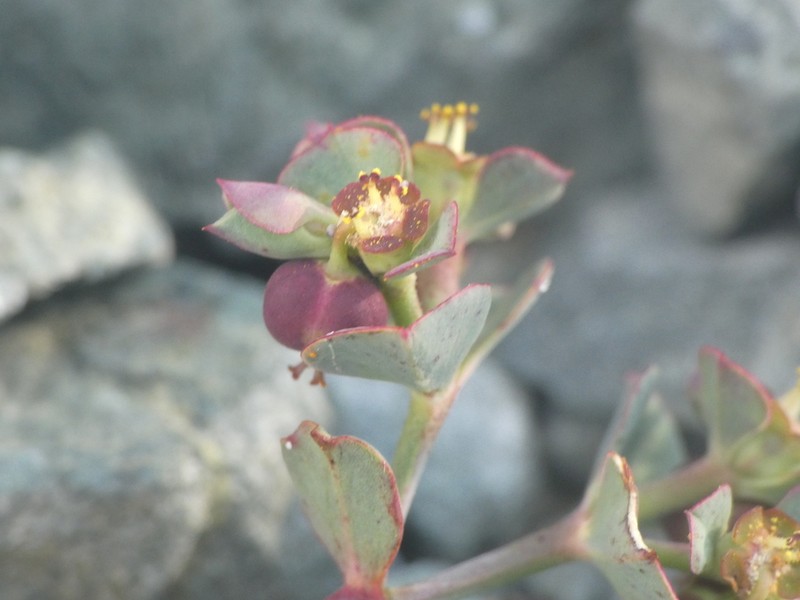 Euphorbia cassia photo 6