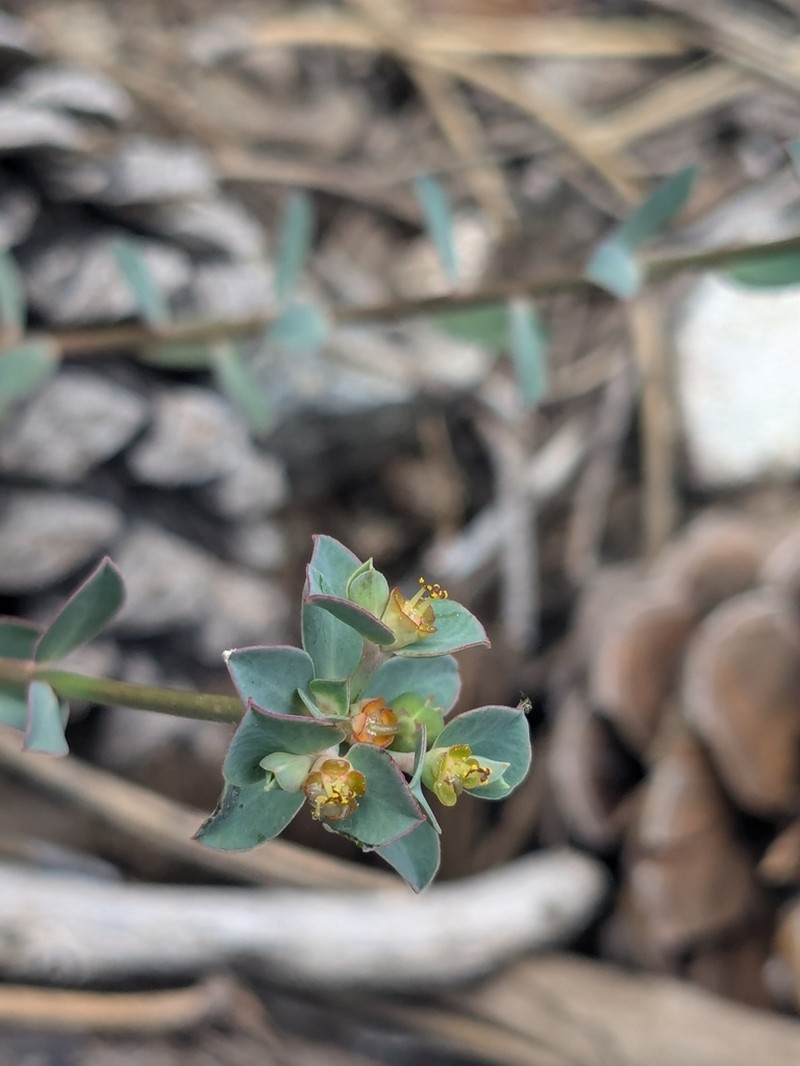 Euphorbia cassia photo 8