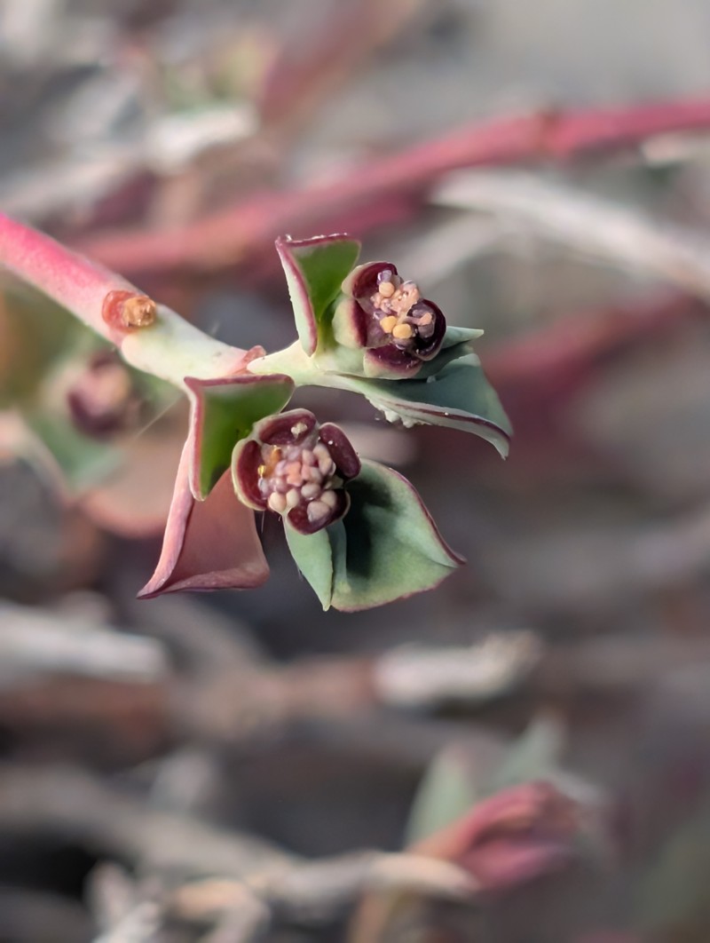 Euphorbia cassia subsp. cassia photo 2