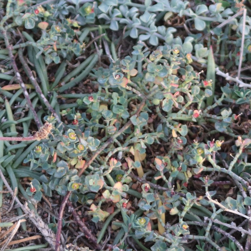Euphorbia cassia subsp. cassia photo 3