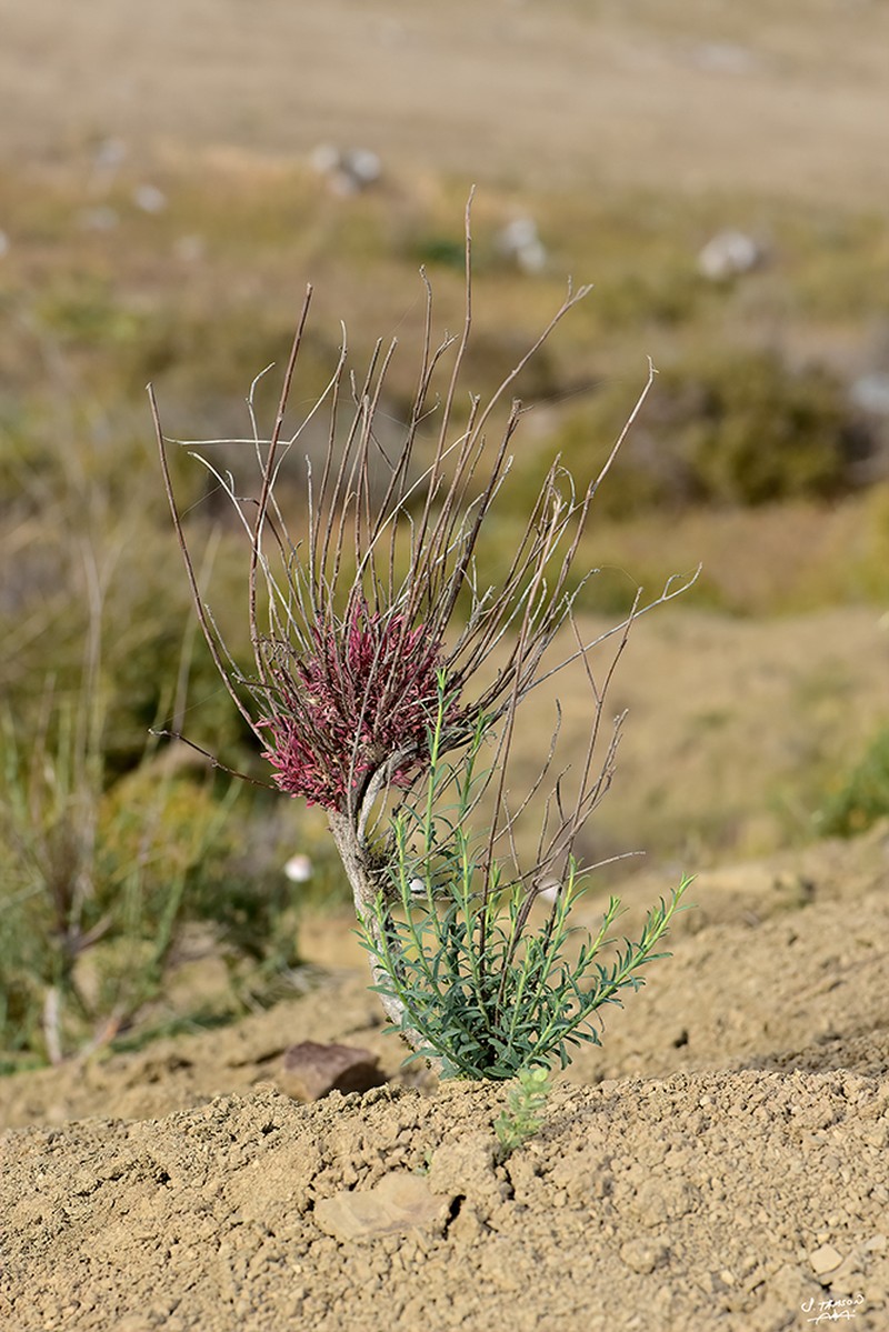 Euphorbia cassia subsp. cassia photo 4