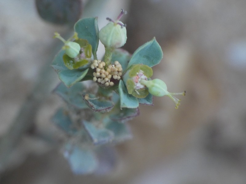 Euphorbia cassia subsp. cassia photo 5