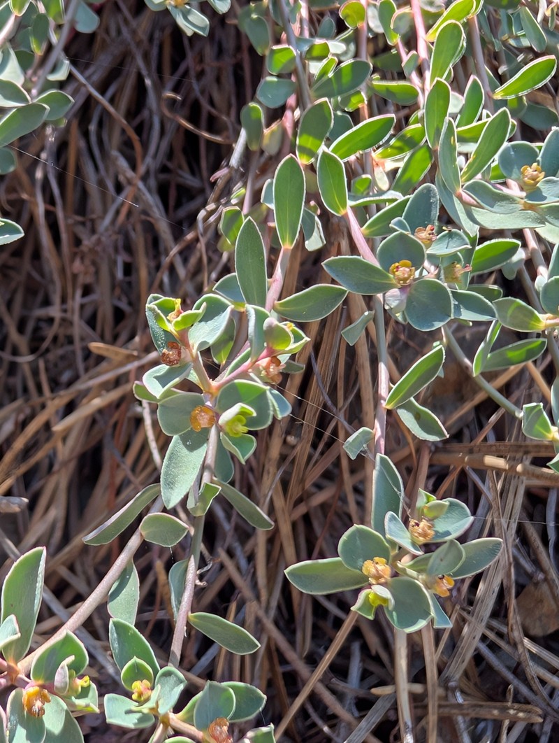 Euphorbia cassia subsp. rigoi