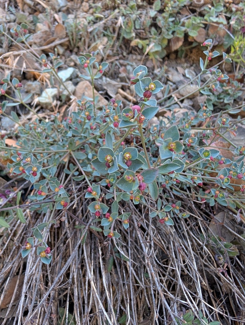 Euphorbia cassia subsp. rigoi photo 2