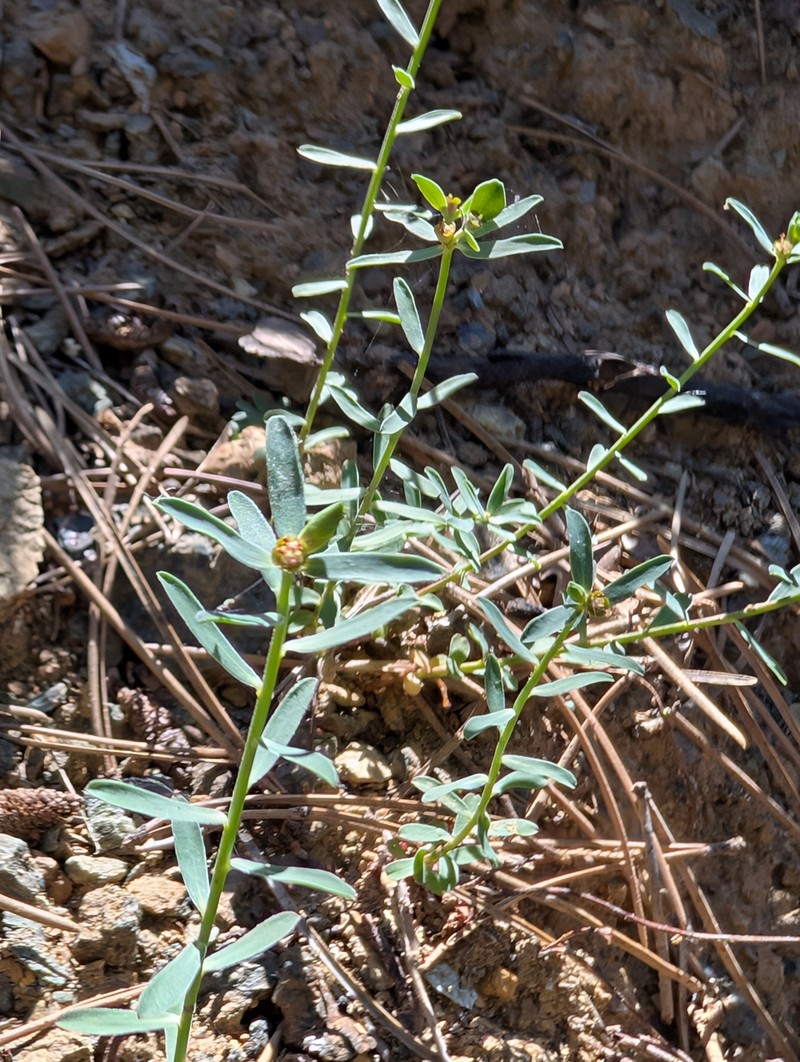 Euphorbia cassia subsp. rigoi photo 3