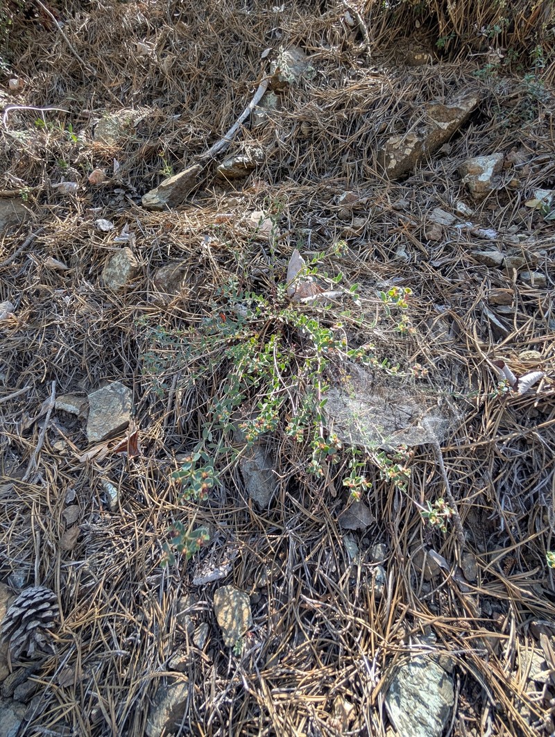 Euphorbia cassia subsp. rigoi photo 4