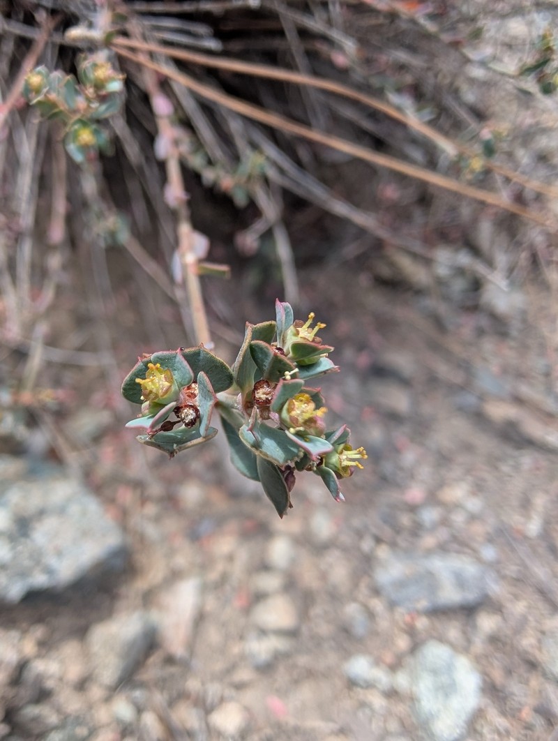Euphorbia cassia subsp. rigoi photo 5