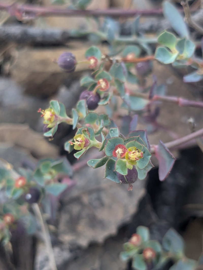 Euphorbia cassia subsp. rigoi photo 6