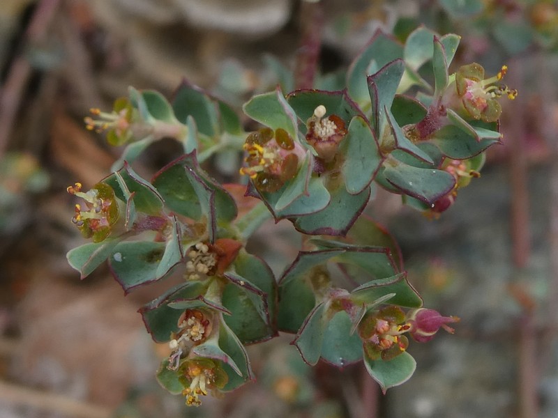 Euphorbia cassia subsp. rigoi photo 8