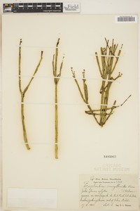 Euphorbia cassythoides