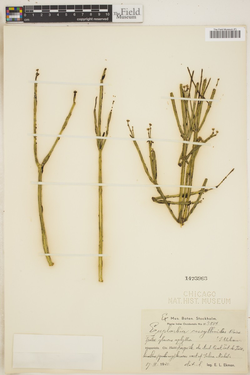 Euphorbia cassythoides