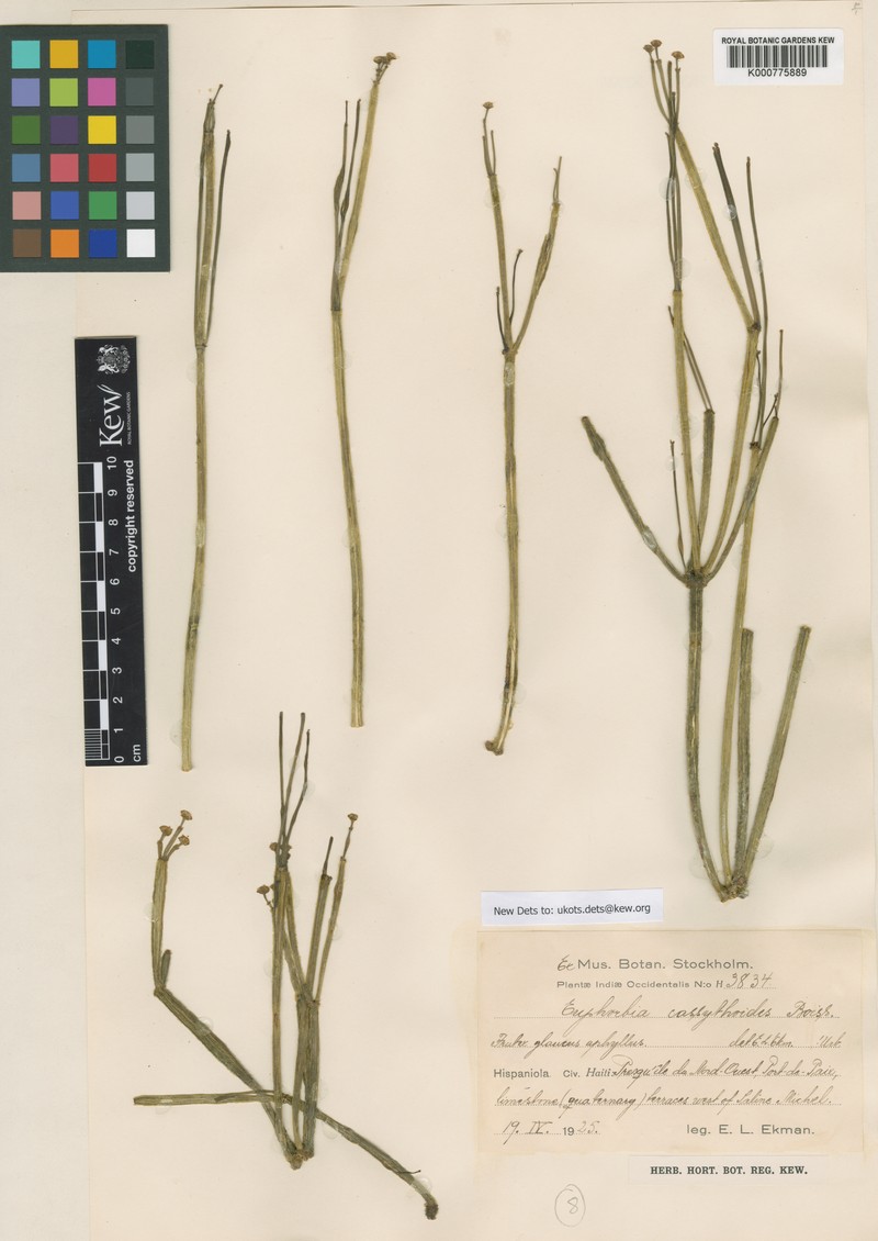 Euphorbia cassythoides photo 2