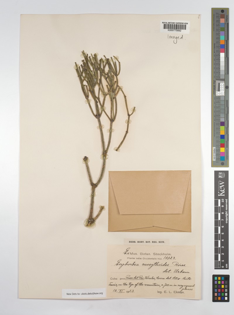 Euphorbia cassythoides photo 3