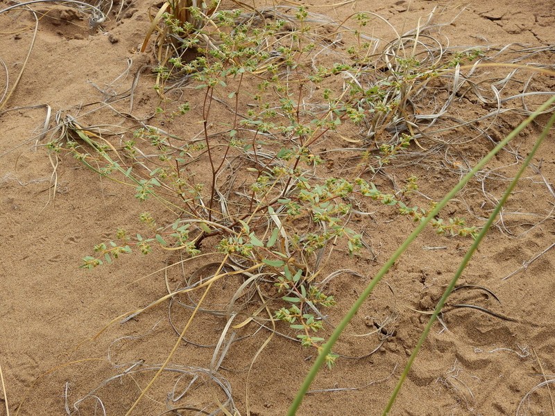 Euphorbia catamarcensis