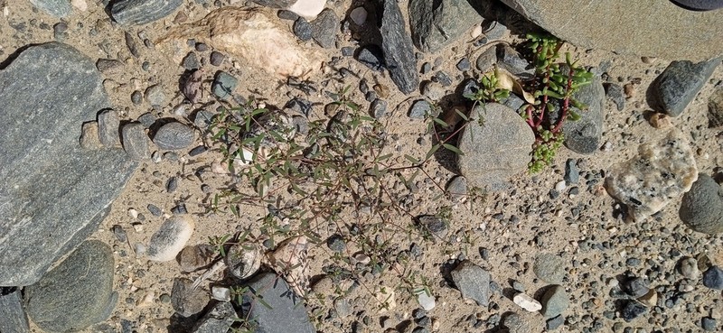 Euphorbia catamarcensis photo 2
