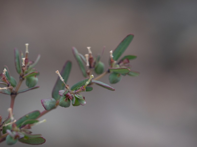 Euphorbia catamarcensis photo 3