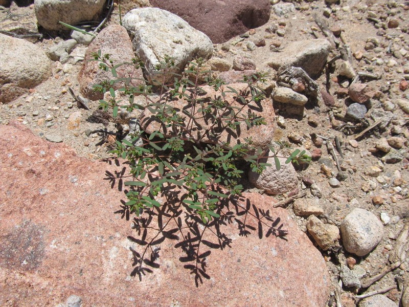 Euphorbia catamarcensis photo 4