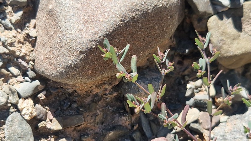 Euphorbia catamarcensis photo 6