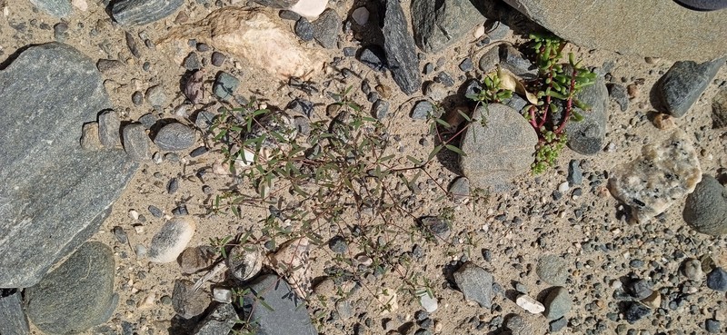 Euphorbia catamarcensis photo 8