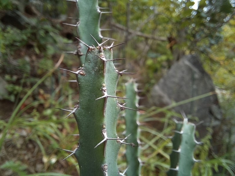 Euphorbia cataractarum