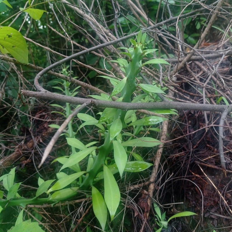 Euphorbia cattimandoo photo 2