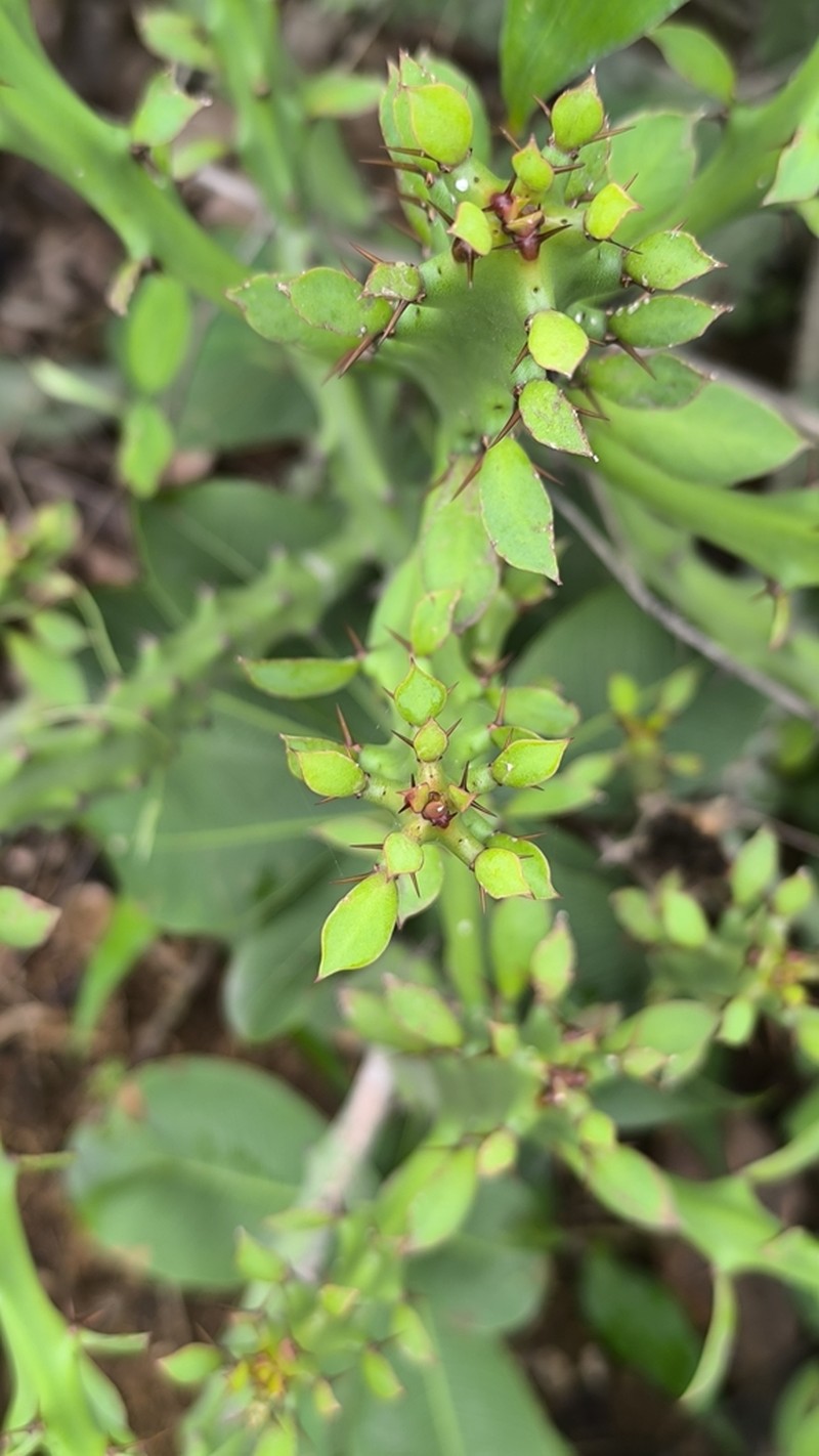 Euphorbia cattimandoo photo 3