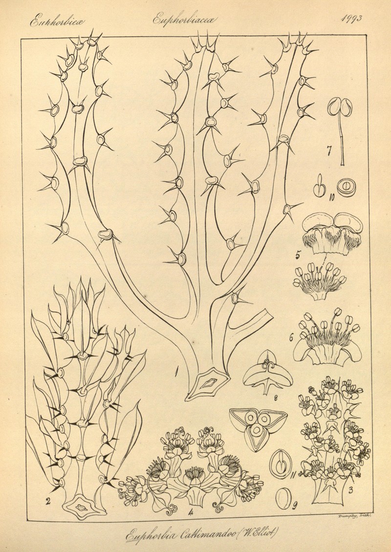 Euphorbia cattimandoo photo 4