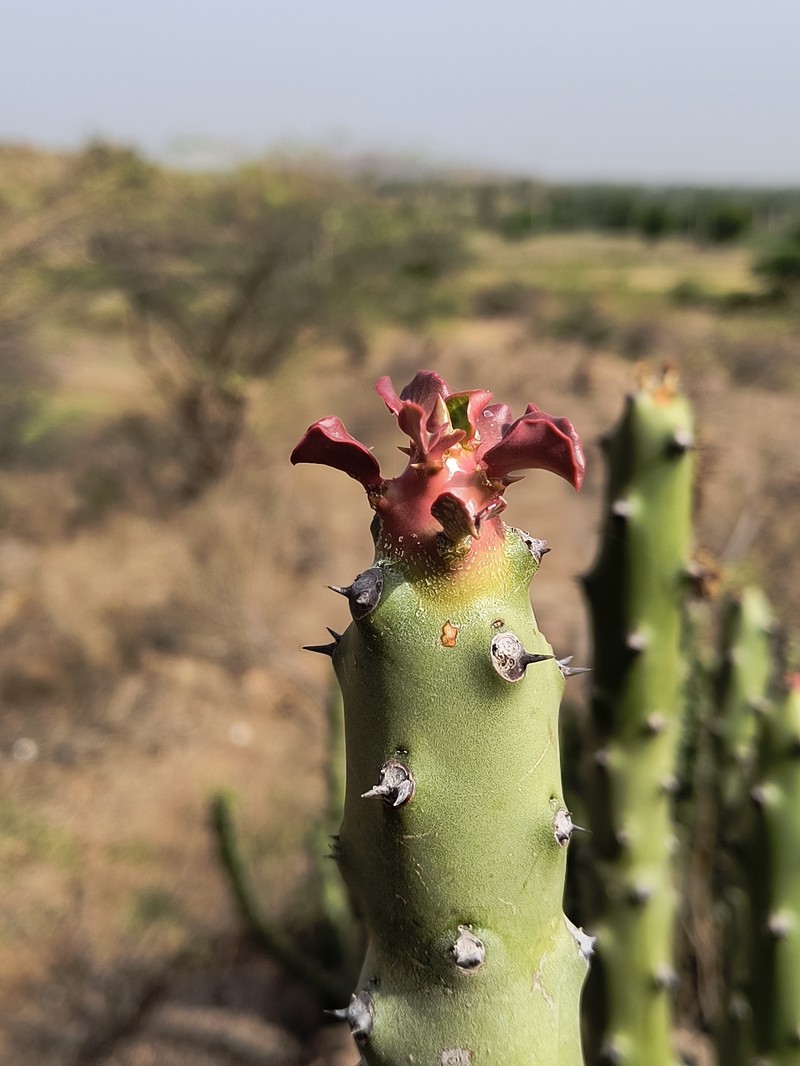 Euphorbia caudiculosa photo 2