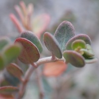 Euphorbia cayensis