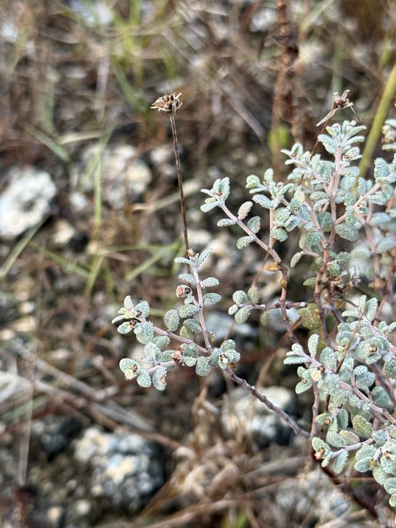 Euphorbia cayensis photo 2