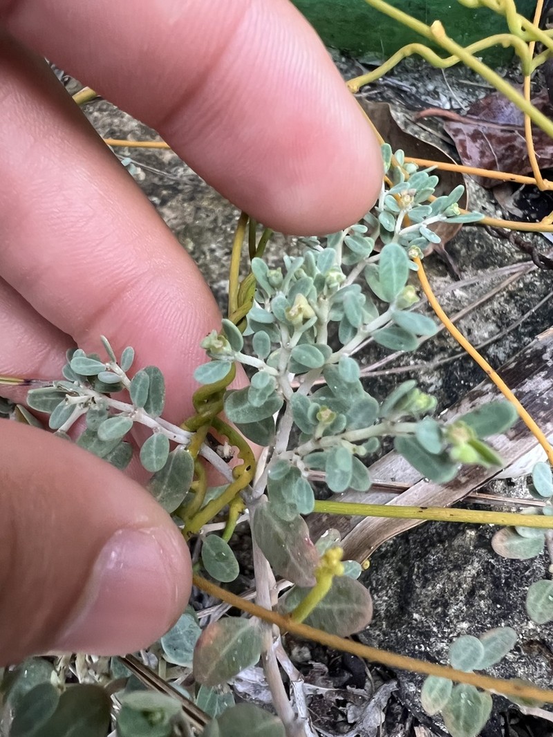 Euphorbia cayensis photo 3