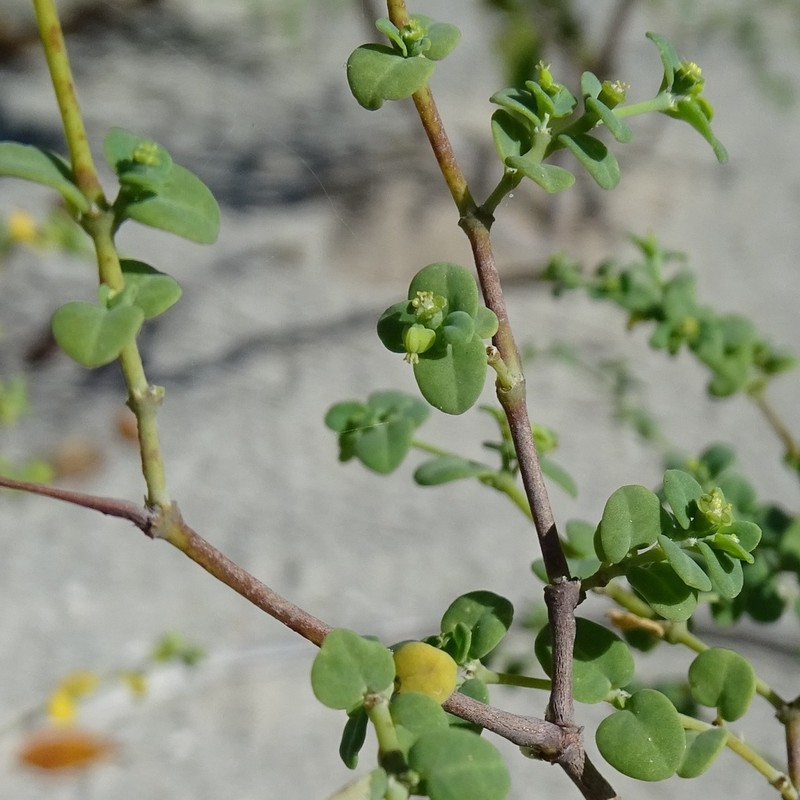 Euphorbia cayensis photo 4