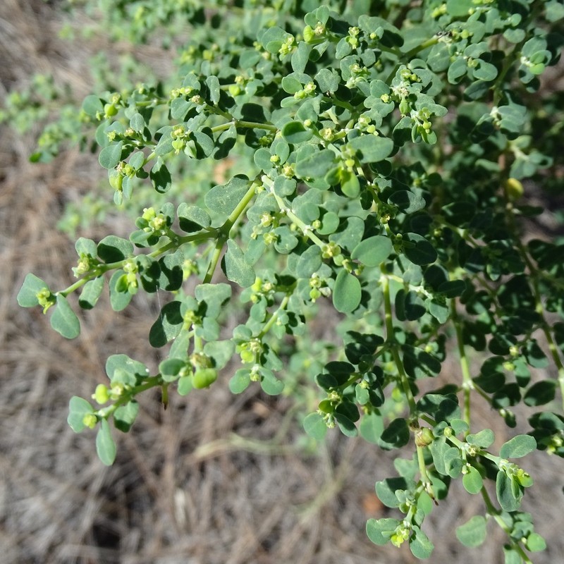 Euphorbia cayensis photo 5