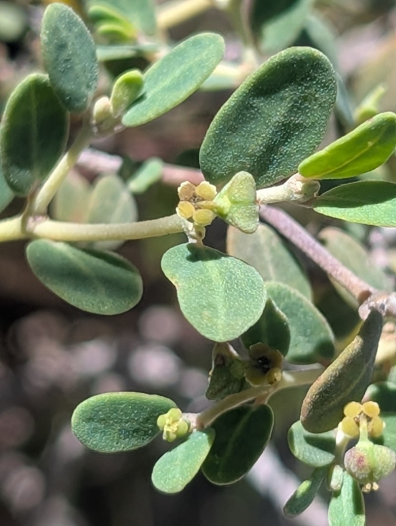 Euphorbia cayensis photo 6