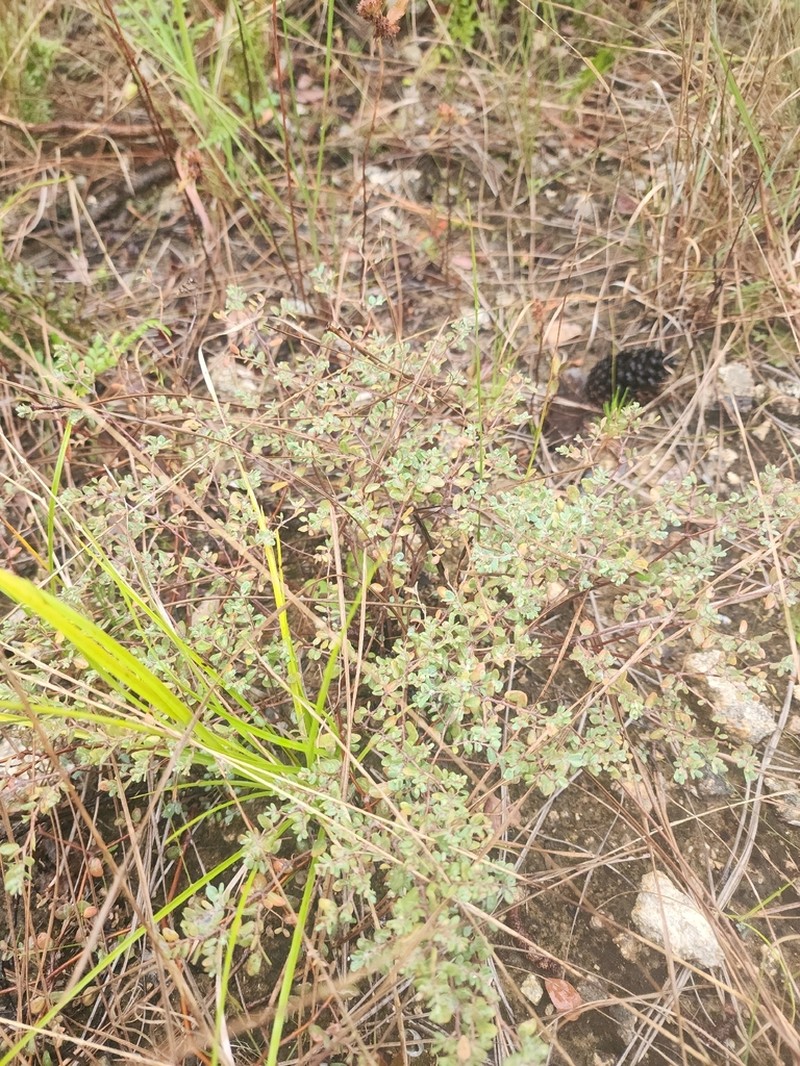 Euphorbia cayensis photo 7