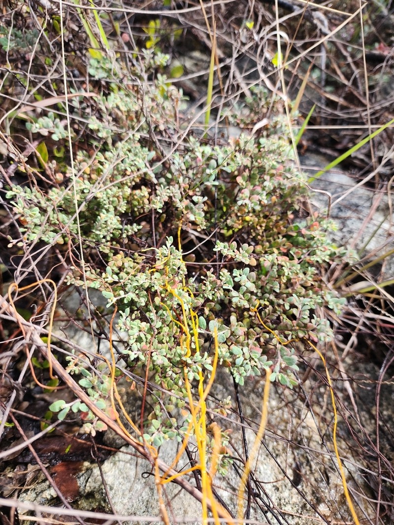 Euphorbia cayensis photo 8