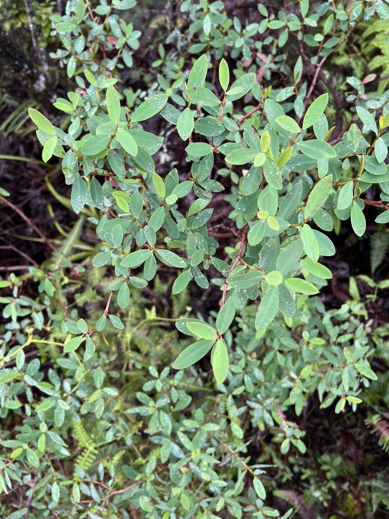 'Ekoko photo 3