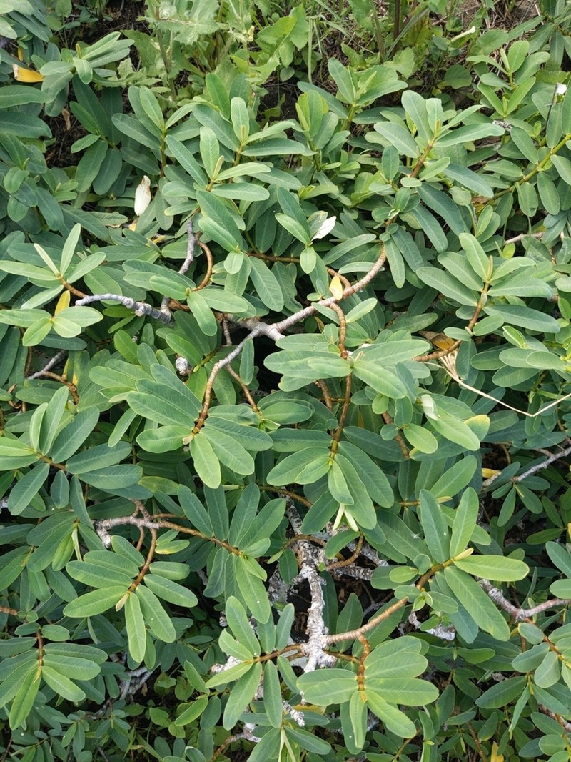 'Ekoko photo 4