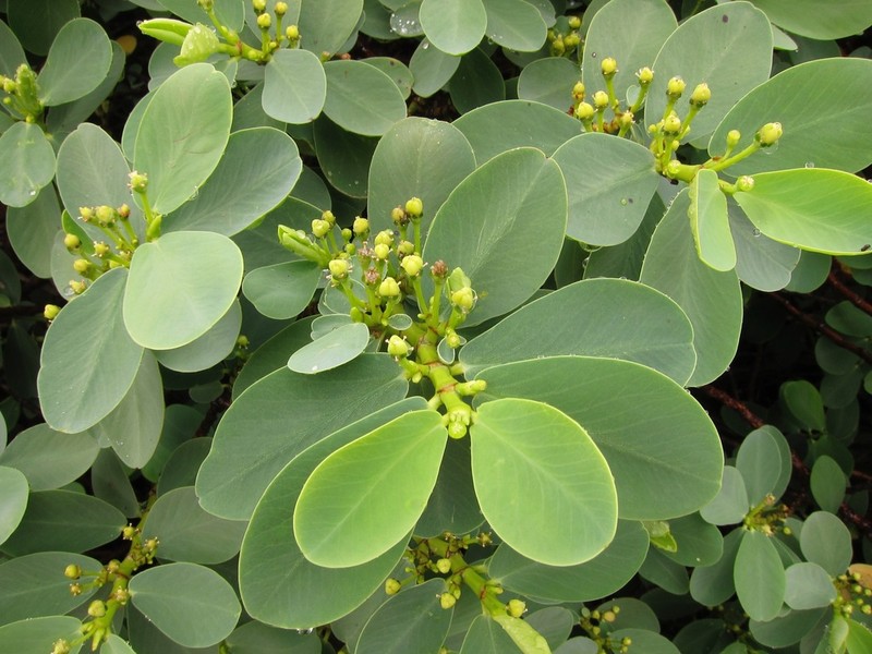 'Ekoko photo 5