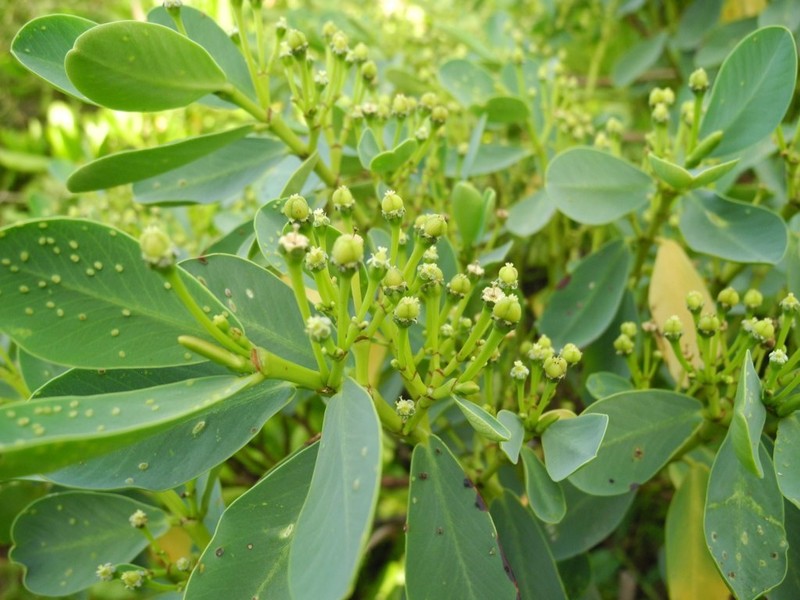'Ekoko photo 8