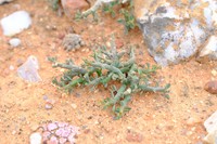 Euphorbia celata